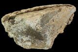 Triceratops Frill Section - Montana #100846-3